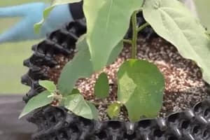 土を入れて植付